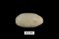 藏品(雨絲寶螺)的圖片